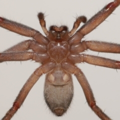 Delena cancerides (Social huntsman spider) at Evatt, ACT - 4 Aug 2022 by TimL