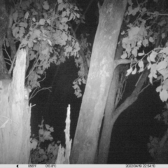 Pseudocheirus peregrinus (Common Ringtail Possum) at Monitoring Site 052 - Road - 19 Apr 2022 by ChrisAllen