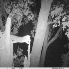 Pseudocheirus peregrinus (Common Ringtail Possum) at Monitoring Site 052 - Road - 24 Apr 2022 by ChrisAllen