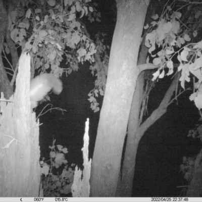 Petaurus norfolcensis (Squirrel Glider) at Monitoring Site 052 - Road - 25 Apr 2022 by ChrisAllen