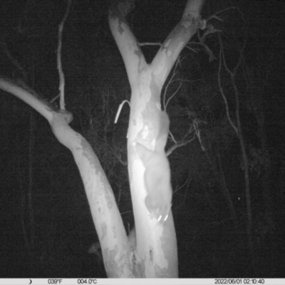 Trichosurus vulpecula (Common Brushtail Possum) at Monitoring Site 054 - Remnant - 31 May 2022 by ChrisAllen