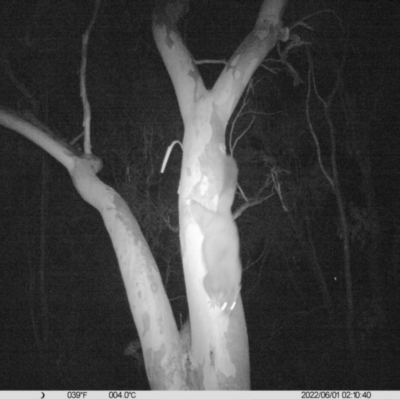 Trichosurus vulpecula (Common Brushtail Possum) at Table Top, NSW - 31 May 2022 by ChrisAllen