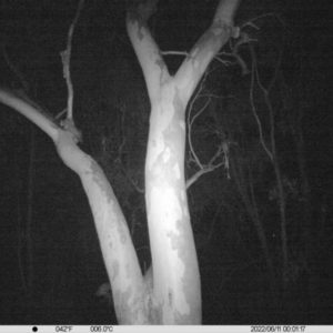 Petaurus norfolcensis at Table Top, NSW - 11 Jun 2022 12:01 AM