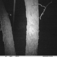 Petaurus norfolcensis (TBC) at Table Top, NSW - 19 Apr 2022 by ChrisAllen