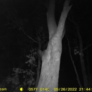 Petaurus norfolcensis at Ettamogah, NSW - 26 May 2022 09:44 PM