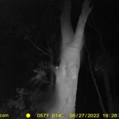 Petaurus norfolcensis (Squirrel Glider) at Monitoring Site 063 - Road - 27 May 2022 by ChrisAllen