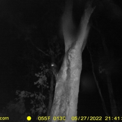 Petaurus norfolcensis (Squirrel Glider) at Monitoring Site 063 - Road - 27 May 2022 by ChrisAllen