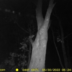 Trichosurus vulpecula (Common Brushtail Possum) at Monitoring Site 063 - Road - 29 May 2022 by ChrisAllen