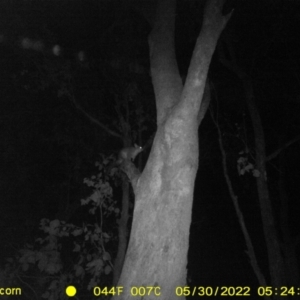 Trichosurus vulpecula at Ettamogah, NSW - 30 May 2022