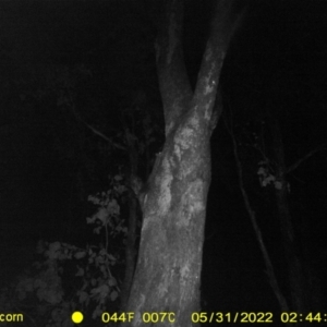 Petaurus norfolcensis at Undefined Area - 31 May 2022 02:44 AM