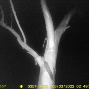 Petaurus norfolcensis at Thurgoona, NSW - 3 Jun 2022 03:21 AM