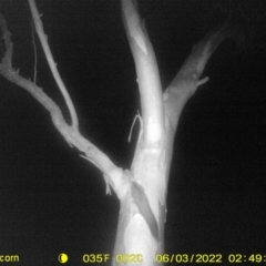 Petaurus norfolcensis (Squirrel Glider) at Monitoring Site 067 - Riparian - 2 Jun 2022 by ChrisAllen