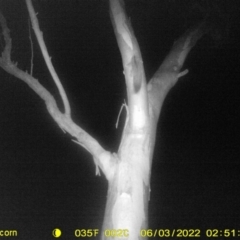 Petaurus norfolcensis at Thurgoona, NSW - 3 Jun 2022 03:21 AM