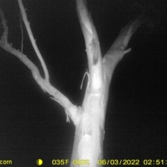 Petaurus norfolcensis at Thurgoona, NSW - 3 Jun 2022