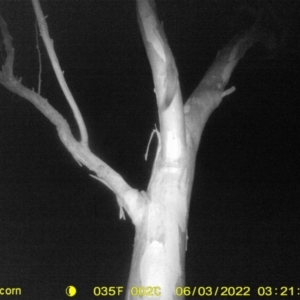 Petaurus norfolcensis at Thurgoona, NSW - 3 Jun 2022 03:21 AM