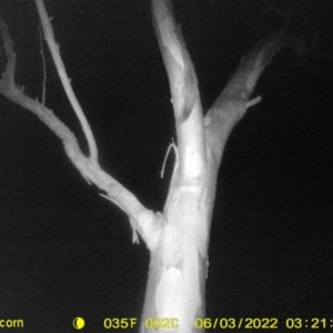 Petaurus norfolcensis at Thurgoona, NSW - 3 Jun 2022
