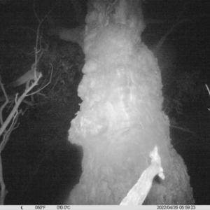 Petaurus norfolcensis at Table Top, NSW - 26 Apr 2022 05:59 AM