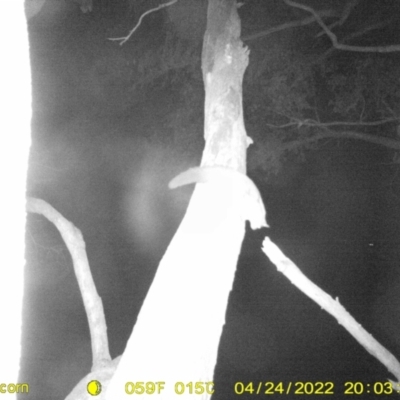 Petaurus norfolcensis (Squirrel Glider) at Monitoring Site 111 - Road - 24 Apr 2022 by ChrisAllen