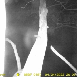 Petaurus norfolcensis at Leneva, VIC - 24 Apr 2022 08:03 PM