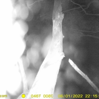 Petaurus norfolcensis (Squirrel Glider) at Monitoring Site 111 - Road - 1 Jun 2022 by ChrisAllen