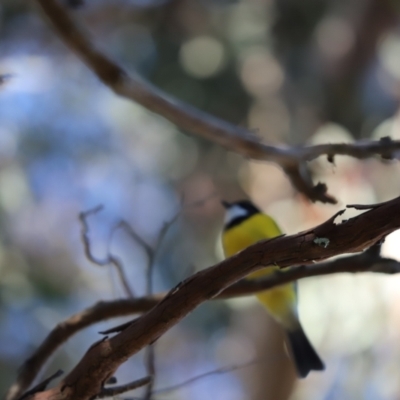 Pachycephala pectoralis (Golden Whistler) at Cook, ACT - 2 Aug 2022 by Tammy