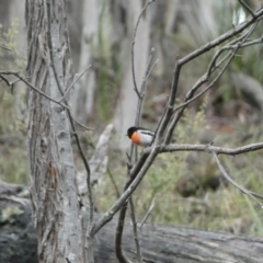 Petroica boodang (Scarlet Robin) at Karabar, NSW - 3 Aug 2022 by SteveBorkowskis