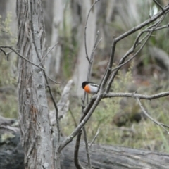 Petroica boodang (Scarlet Robin) at Karabar, NSW - 3 Aug 2022 by Steve_Bok