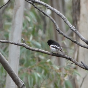 Petroica boodang at Karabar, NSW - 3 Aug 2022 02:29 PM