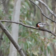 Petroica boodang at Karabar, NSW - 3 Aug 2022 02:29 PM