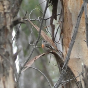 Petroica boodang at Karabar, NSW - 3 Aug 2022