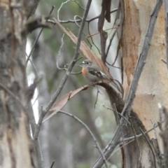 Petroica boodang at Karabar, NSW - 3 Aug 2022 02:29 PM