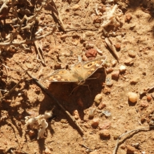 Junonia villida at Desert Springs, NT - 29 Jul 2022