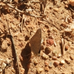 Junonia villida at Desert Springs, NT - 29 Jul 2022