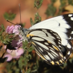 Belenois java (Caper White) at Olive Pink Botanic Gardens - 29 Jul 2022 by SimoneC