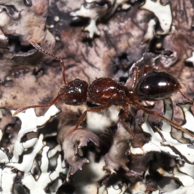 Formicidae (family) (Unidentified ant) at Namadgi National Park - 2 Aug 2022 by TimL