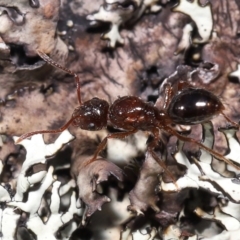Unidentified Ant (Hymenoptera, Formicidae) (TBC) at Tennent, ACT - 2 Aug 2022 by TimL