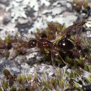 Formicidae (family) at Tennent, ACT - 2 Aug 2022