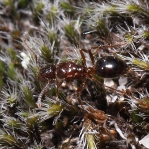 Formicidae (family) at Tennent, ACT - 2 Aug 2022