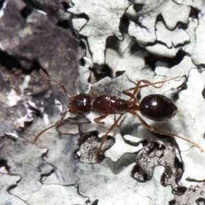 Formicidae (family) at Tennent, ACT - 2 Aug 2022