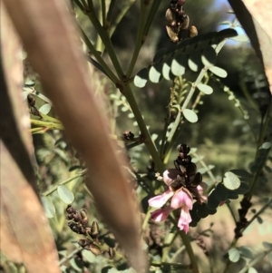 Indigofera adesmiifolia at Garran, ACT - 29 Jul 2022