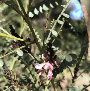 Indigofera adesmiifolia at Garran, ACT - 29 Jul 2022