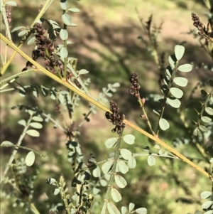 Indigofera adesmiifolia at Garran, ACT - 29 Jul 2022