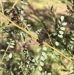 Indigofera adesmiifolia at Garran, ACT - 29 Jul 2022