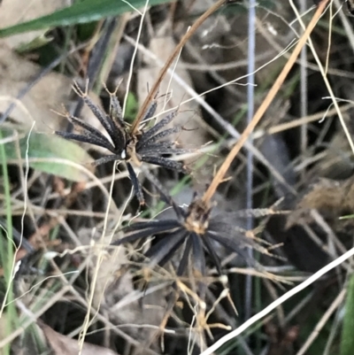 Bidens pilosa (Cobbler's Pegs, Farmer's Friend) at Red Hill Nature Reserve - 29 Jul 2022 by Tapirlord