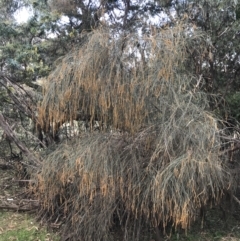 Allocasuarina verticillata (Drooping Sheoak) at Red Hill, ACT - 29 Jul 2022 by Tapirlord