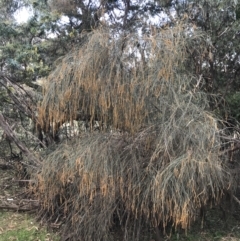 Allocasuarina verticillata (Drooping Sheoak) at Red Hill Nature Reserve - 29 Jul 2022 by Tapirlord