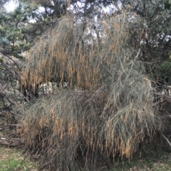 Allocasuarina verticillata at Red Hill, ACT - 29 Jul 2022 02:15 PM