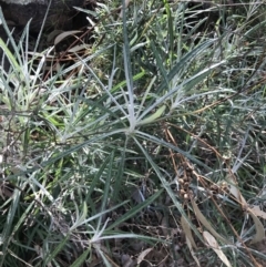 Senecio quadridentatus (Cotton Fireweed) at Red Hill Nature Reserve - 29 Jul 2022 by Tapirlord