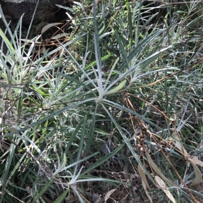 Senecio quadridentatus (Cotton Fireweed) at Red Hill, ACT - 29 Jul 2022 by Tapirlord