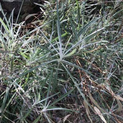 Senecio quadridentatus (Cotton Fireweed) at Red Hill Nature Reserve - 29 Jul 2022 by Tapirlord